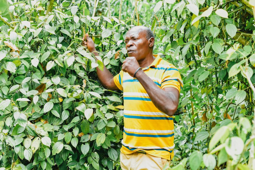 JJ Agro Growers’ farmer in Tanga discussing challenges he faces within his black pepper farm.