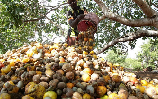 Cashew collection centres in small villages in Mtwara